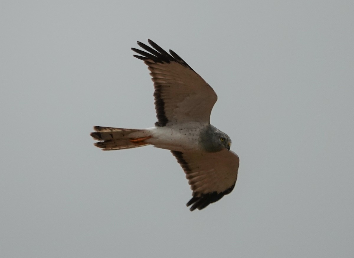 Northern Harrier - MC Wiggins