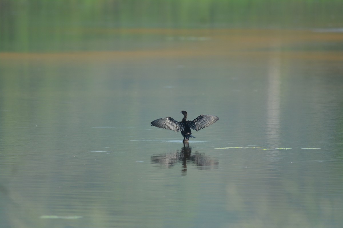 Little Cormorant - ML320607421