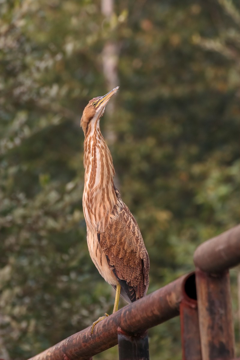 American Bittern - ML320608851