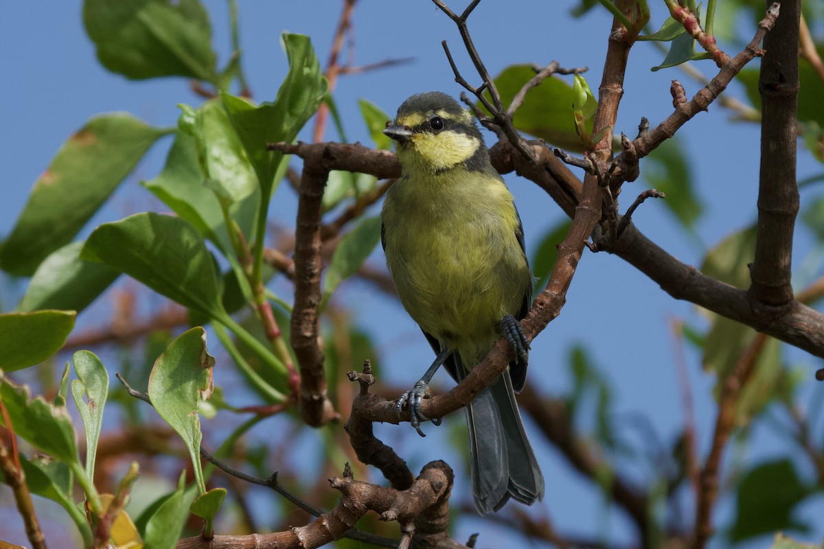 African Blue Tit - ML320610661