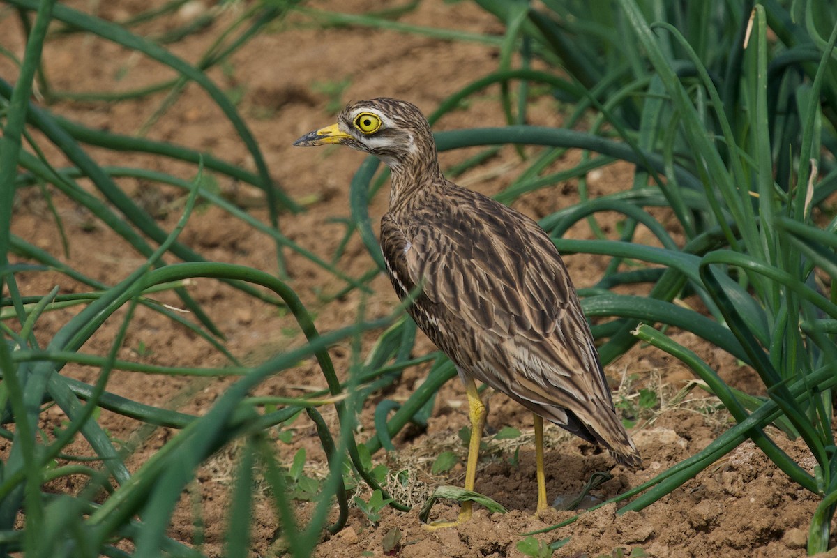 Eurasian Thick-knee - ML320611101