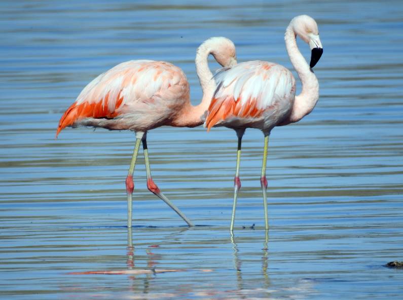 Chilean Flamingo - Marcio Kerbage