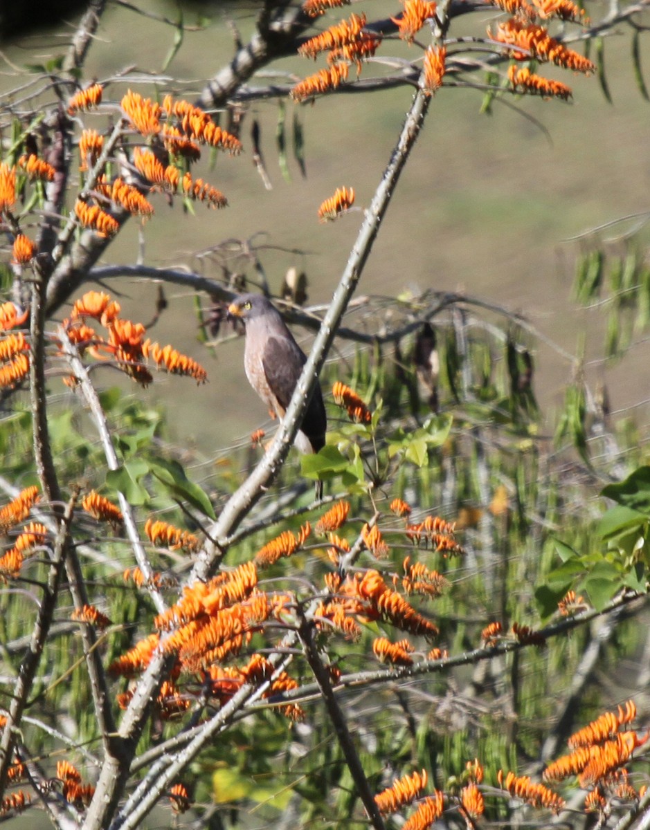 Roadside Hawk - ML320612651