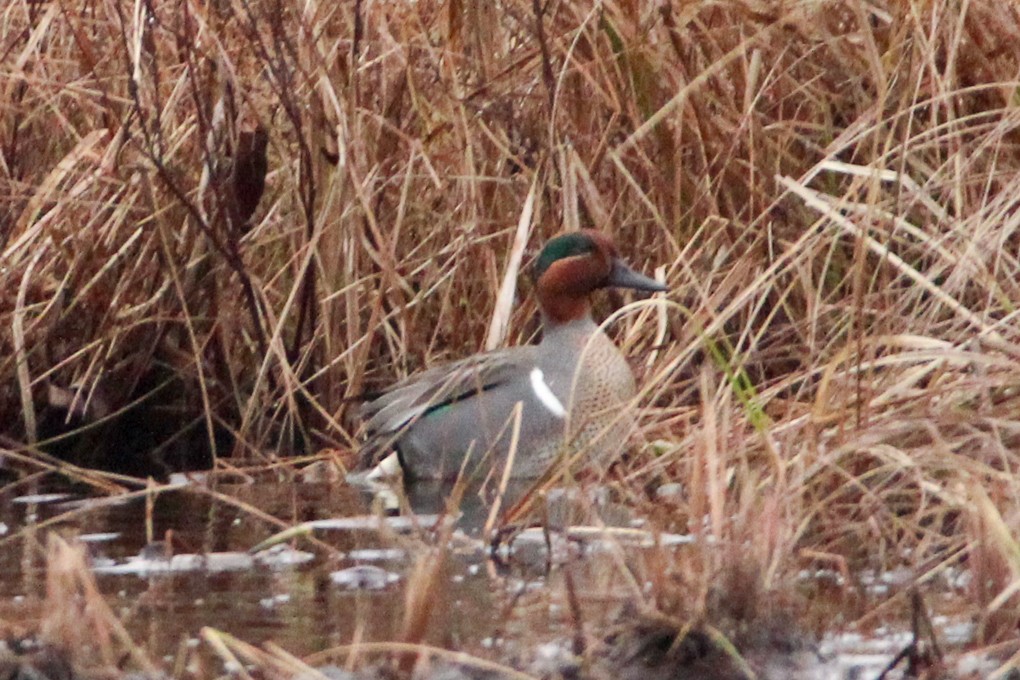 Green-winged Teal - ML320613351