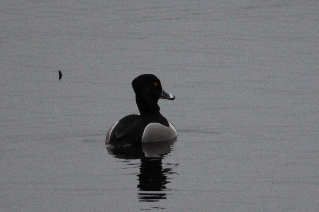 Ring-necked Duck - ML320613451