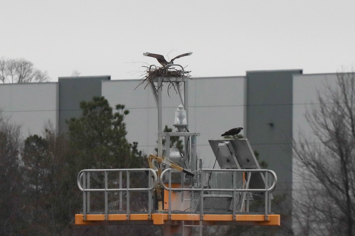 Osprey - ML320614781