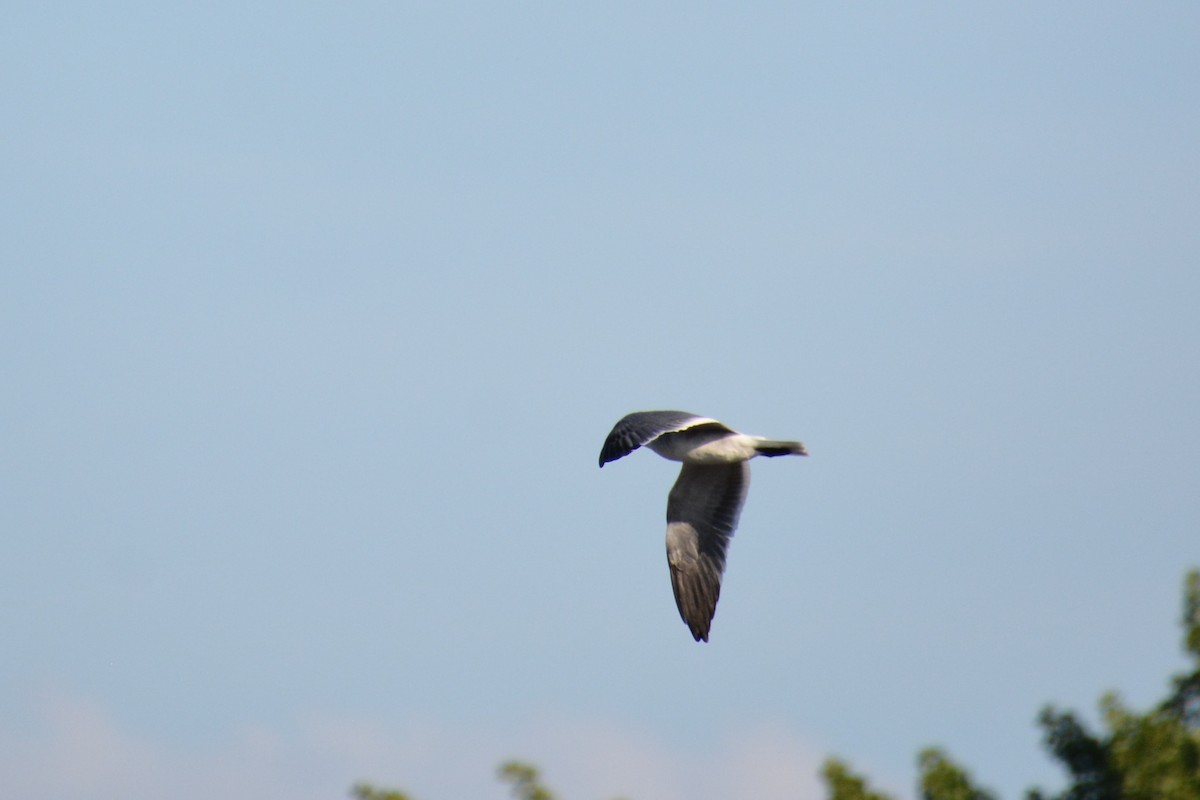 Laughing Gull - ML32061621