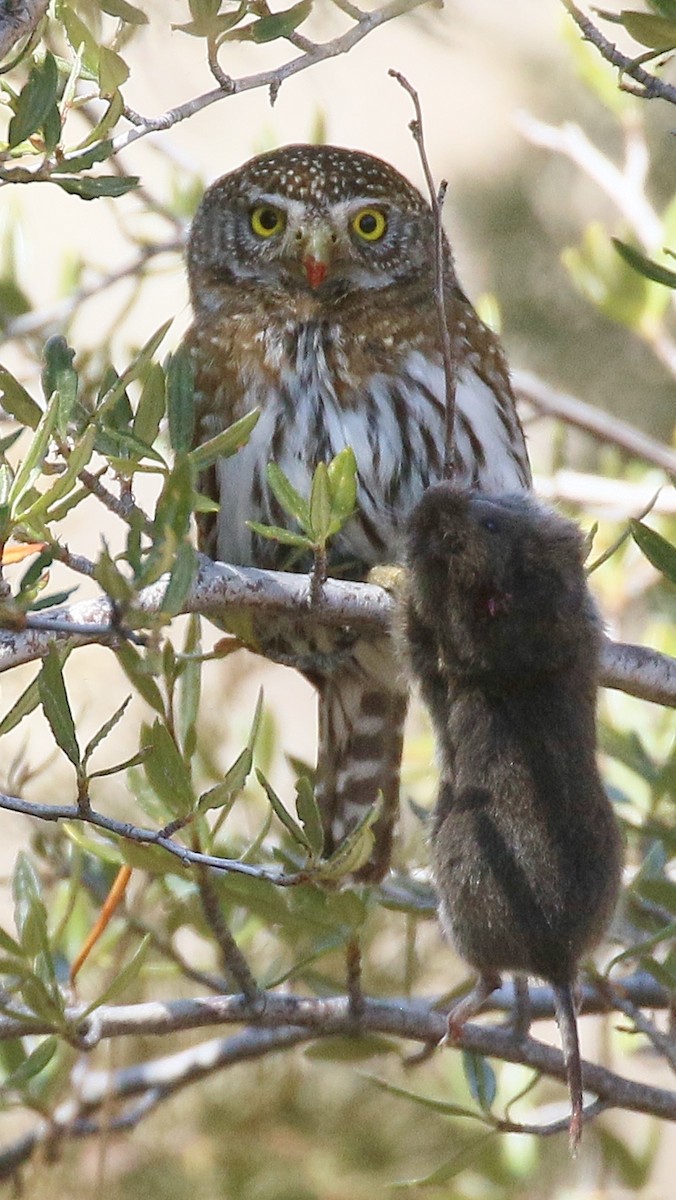 Northern Pygmy-Owl - ML320616221