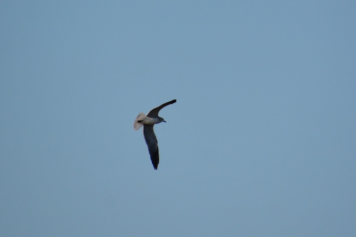 Laughing Gull - ML32061811