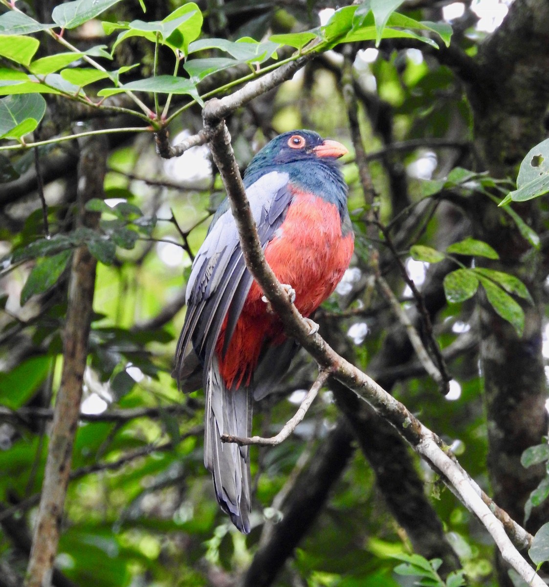 Slaty-tailed Trogon - ML320619051