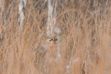 Yellow-faced Grassquit - ML320619881