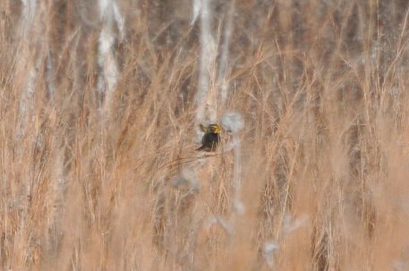 Yellow-faced Grassquit - ML320619891