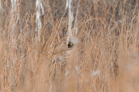 Yellow-faced Grassquit - ML320619901