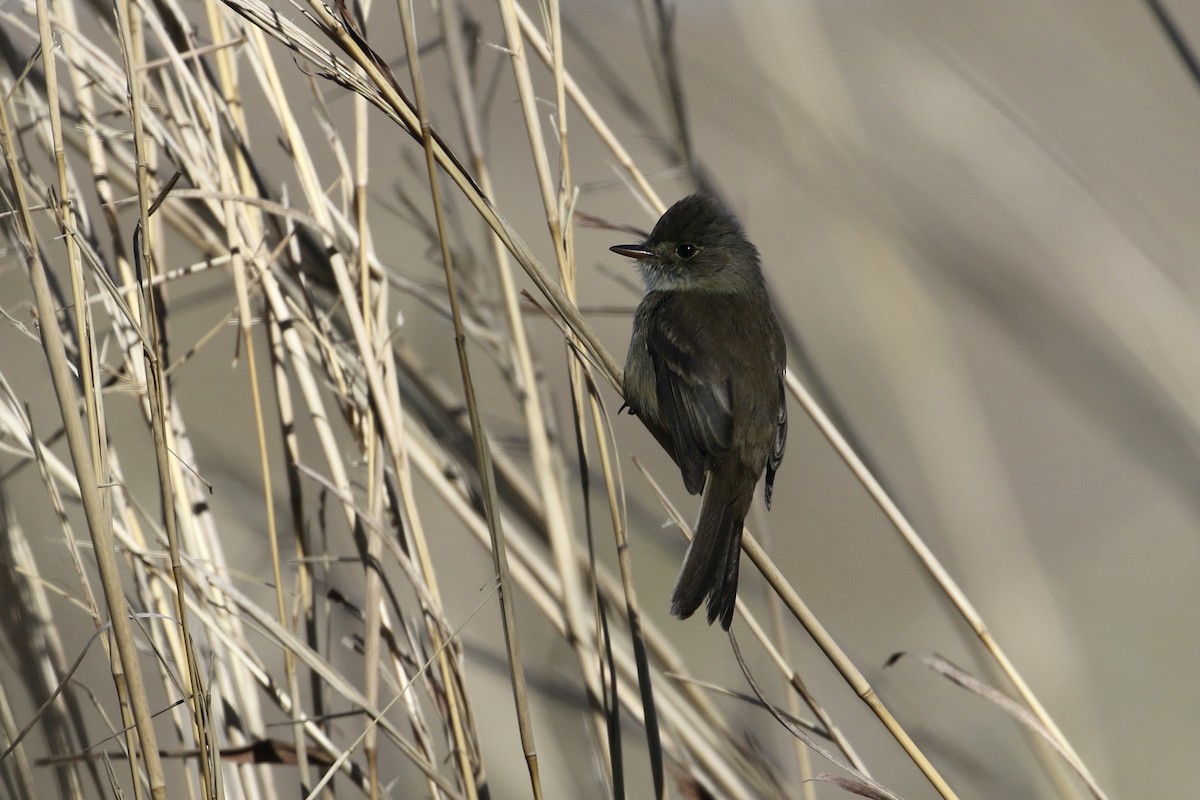 White-throated Flycatcher - John van Dort