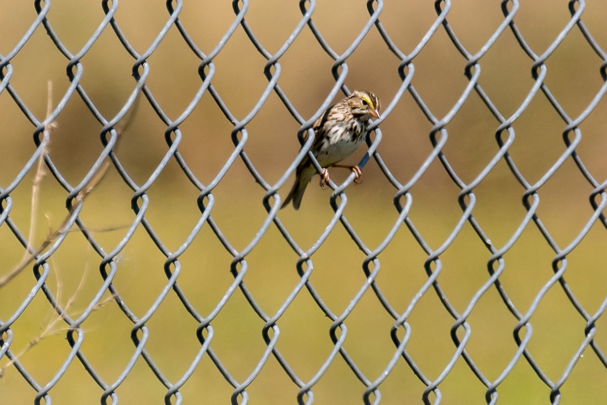 Savannah Sparrow - ML320623071