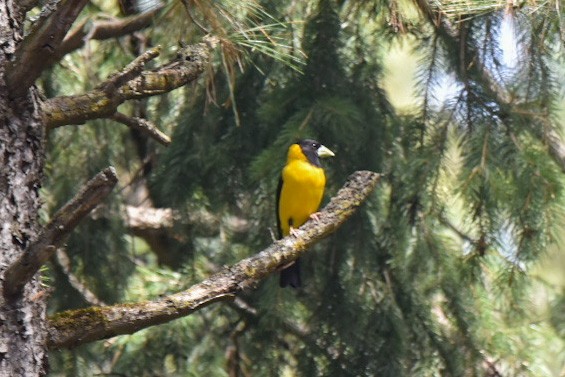 Black-and-yellow Grosbeak - Ansar Ahmad Bhat