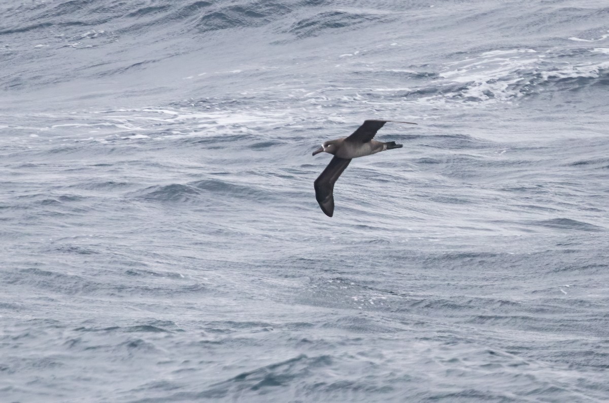 Albatros à pieds noirs - ML320625061
