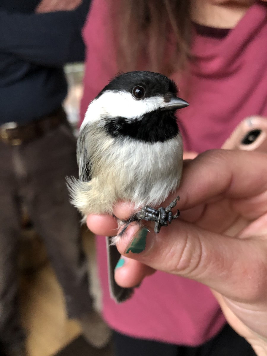 Black-capped Chickadee - ML320625071