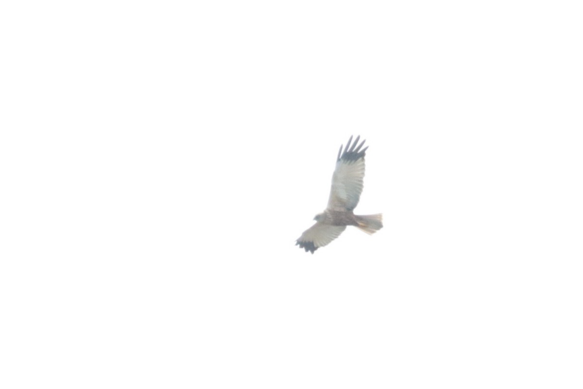 Western Marsh Harrier - Corey Callaghan