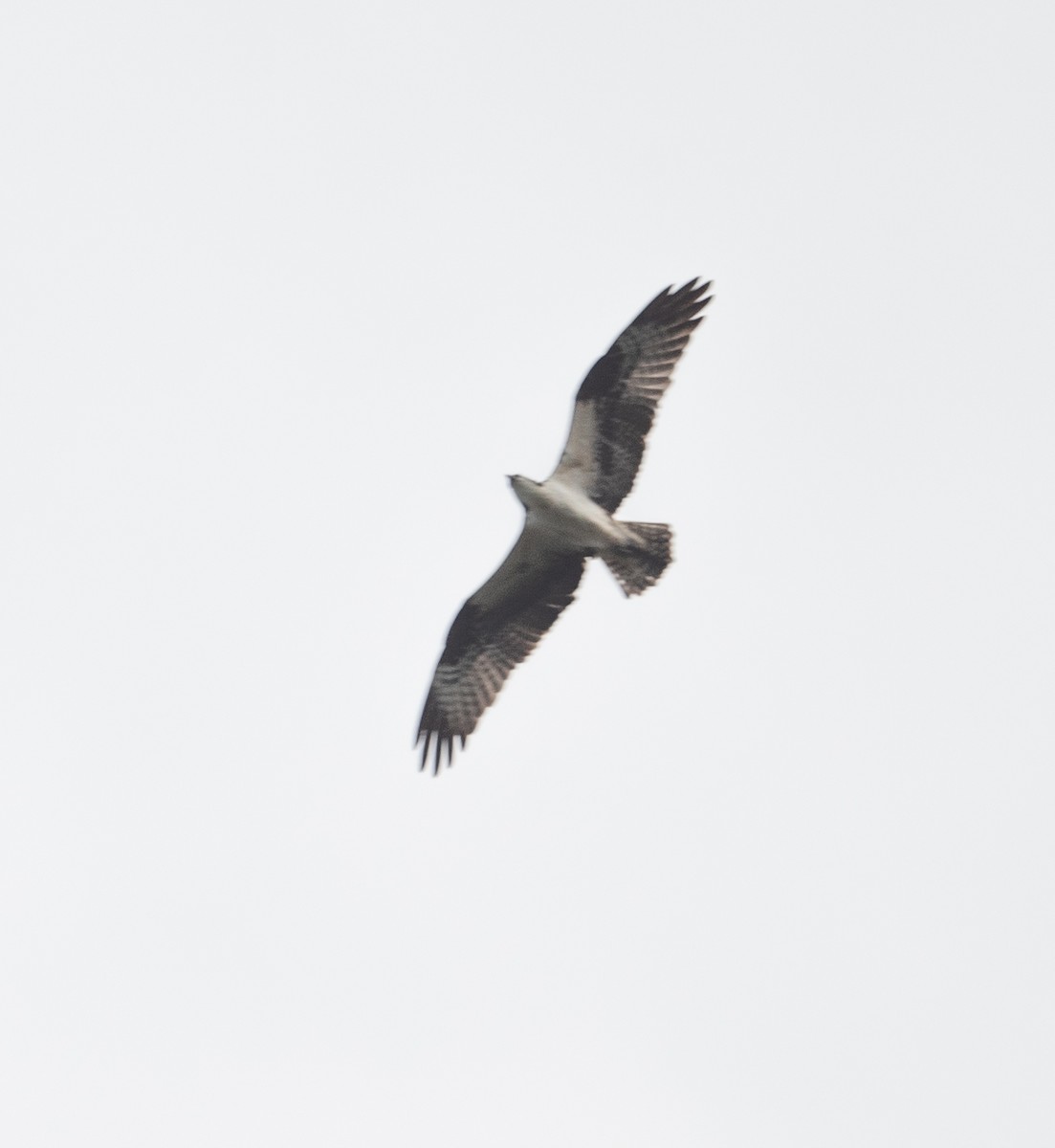 Osprey - ML320626911