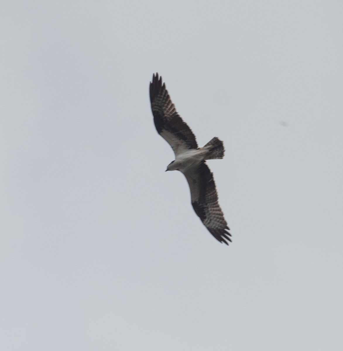 Balbuzard pêcheur - ML320626921