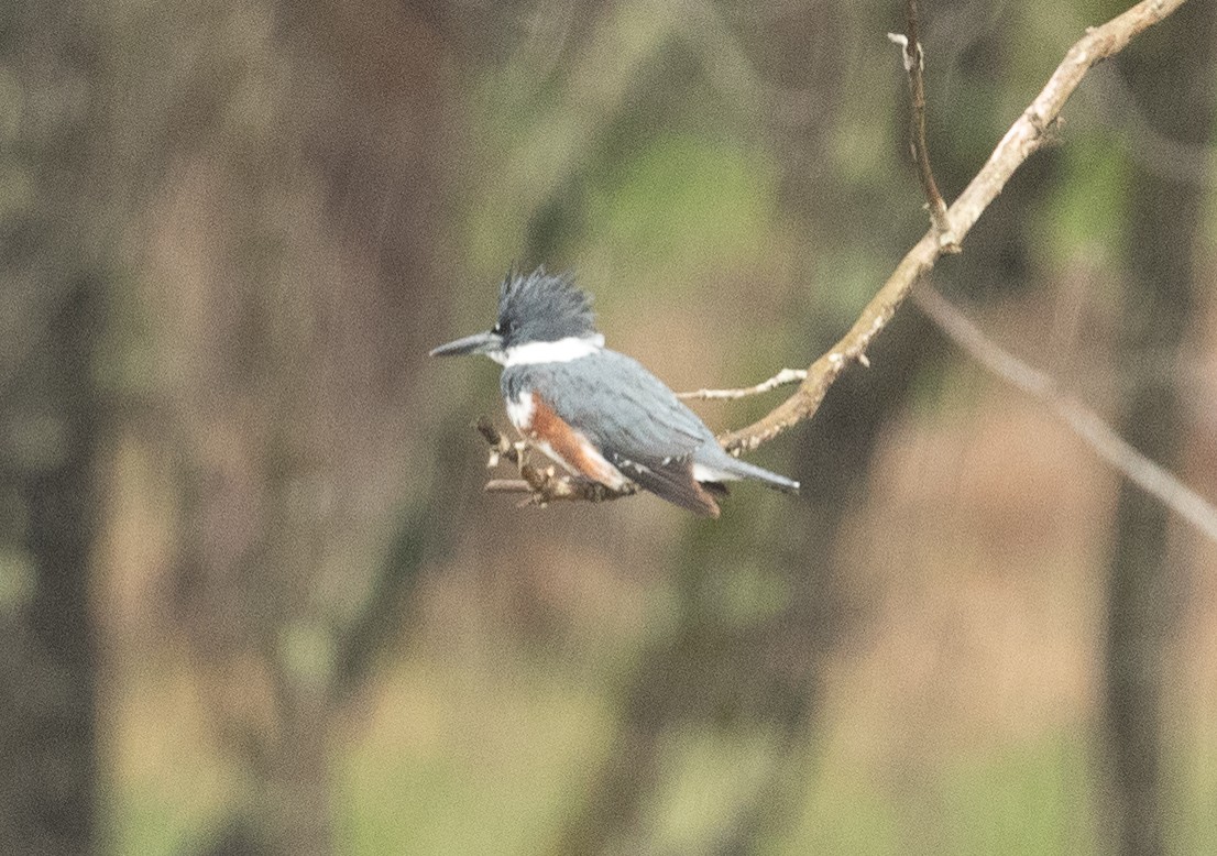 Belted Kingfisher - ML320627021