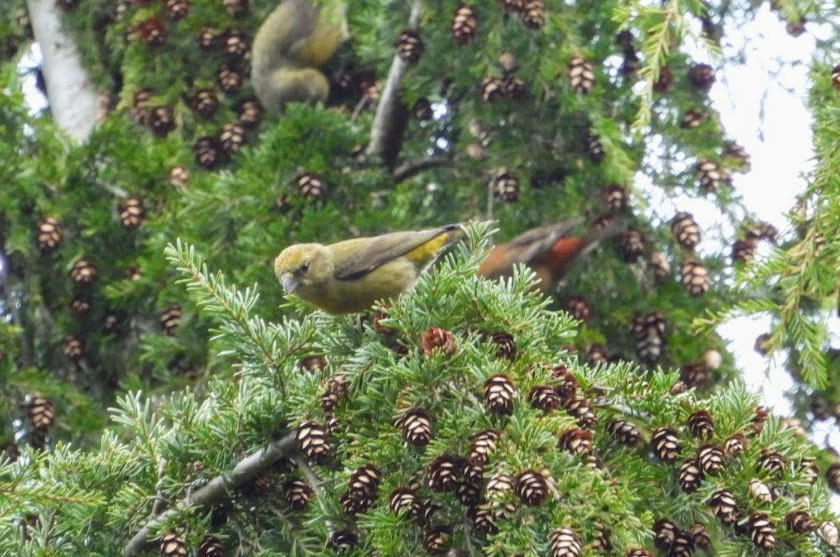 Bec-croisé des sapins - ML320628401