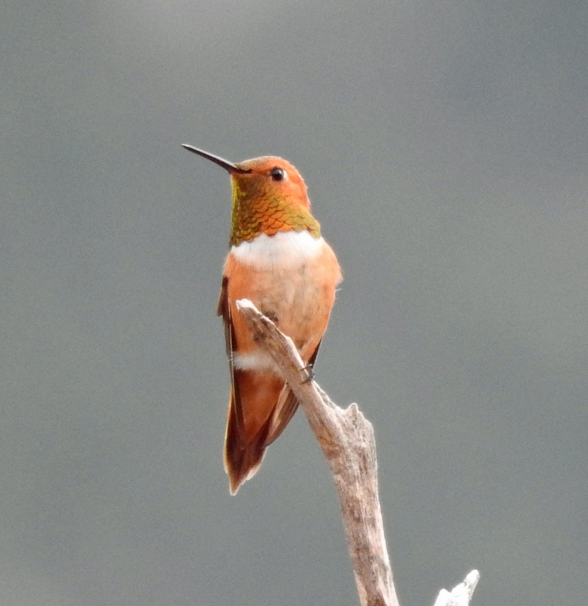 Rufous/Allen's Hummingbird - ML32063041