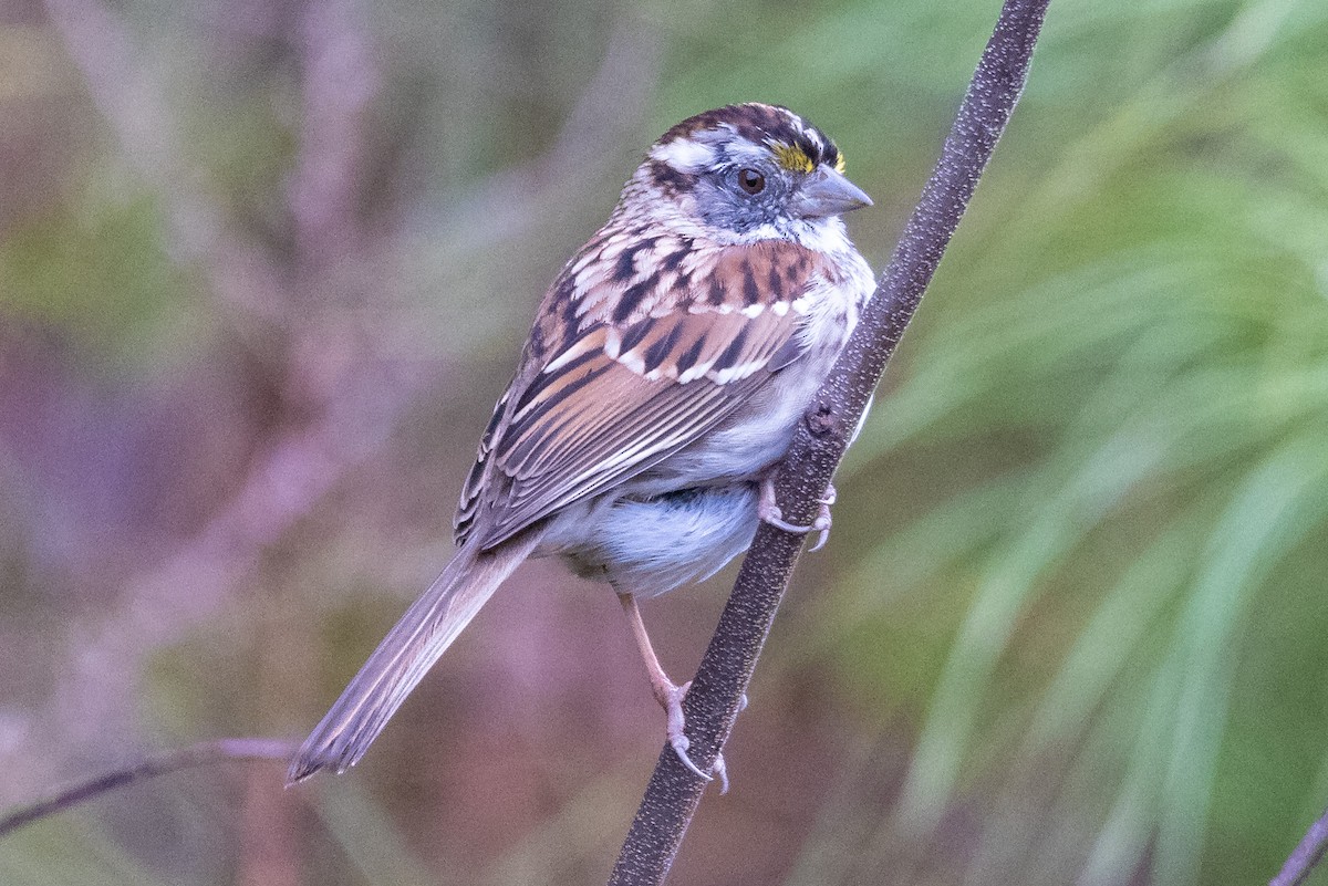White-throated Sparrow - ML320631571