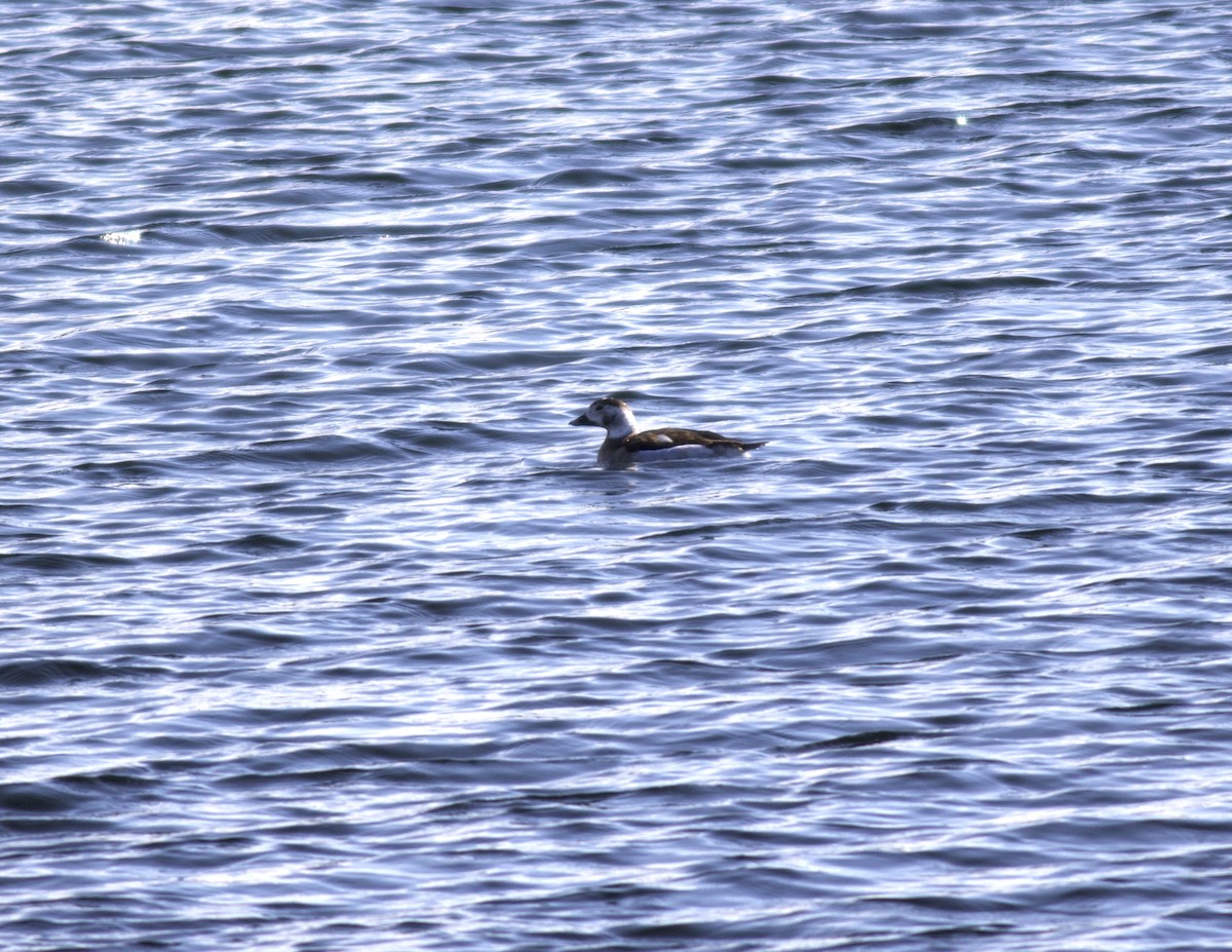 Long-tailed Duck - ML320631791