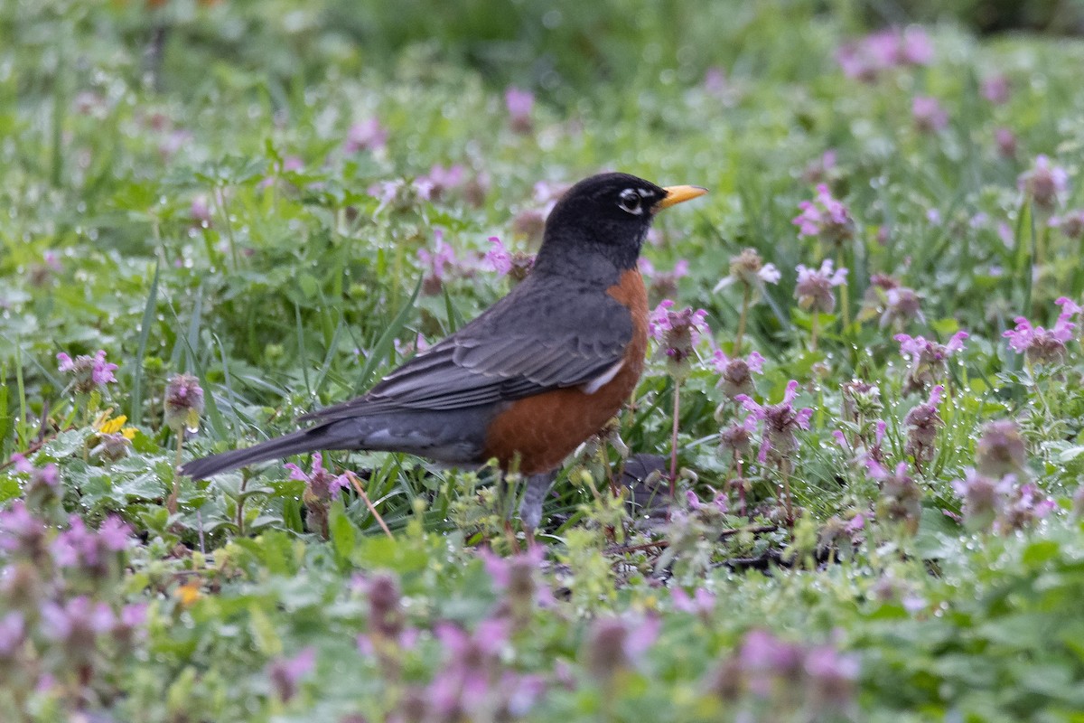 American Robin - ML320631861