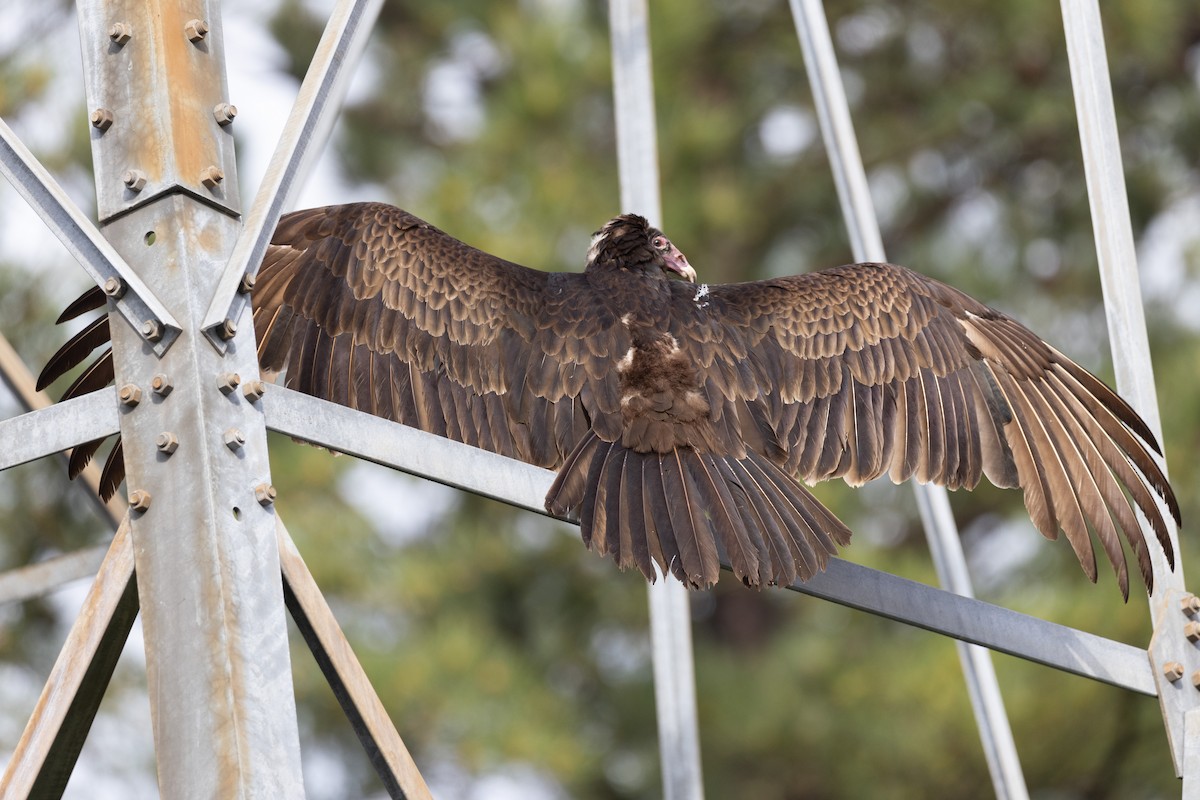 Turkey Vulture - ML320631911