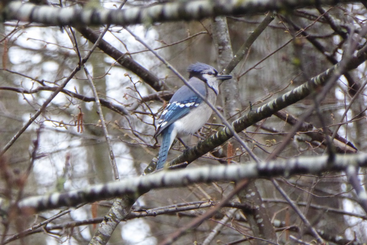 Blue Jay - ML320632081