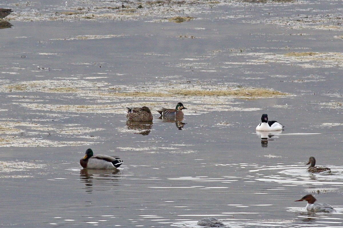 Baikal Teal - ML320632101