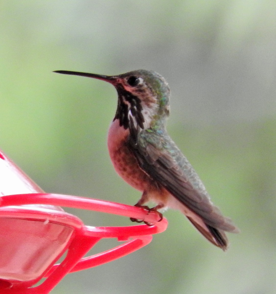 Calliope Hummingbird - ML32063371