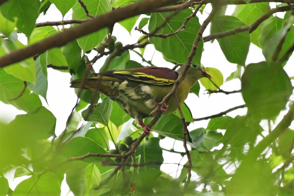 Thick-billed Green-Pigeon - ML320635981