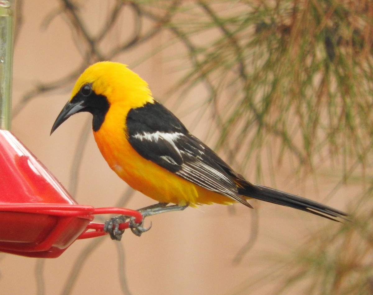 Hooded Oriole - ML32063631