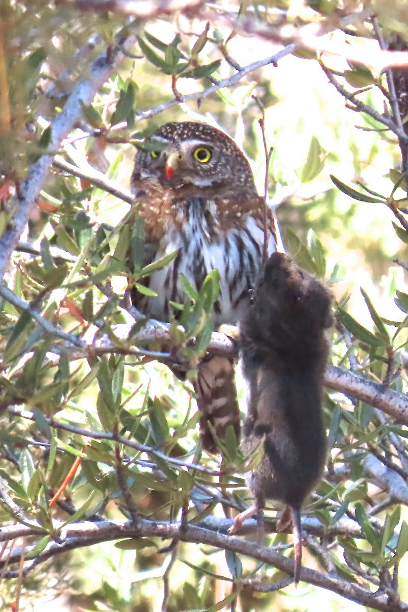 Northern Pygmy-Owl - ML320636651