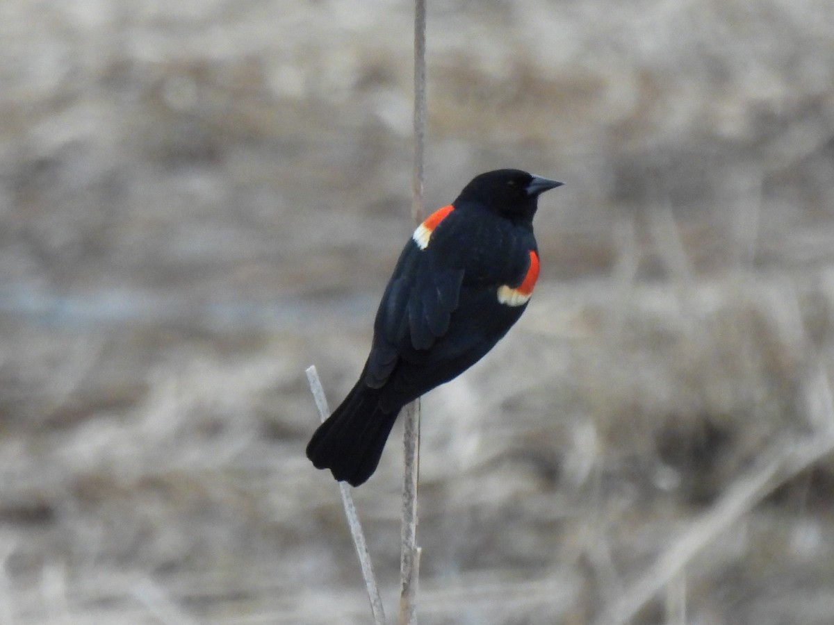 Red-winged Blackbird - Matthew Gilbert