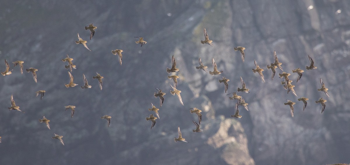 European Golden-Plover - ML320637531