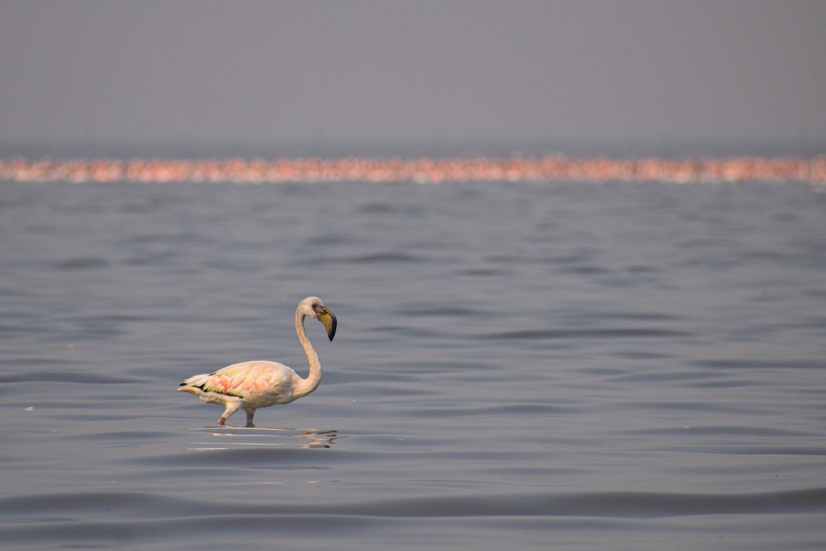 Lesser Flamingo - Sachin Rane