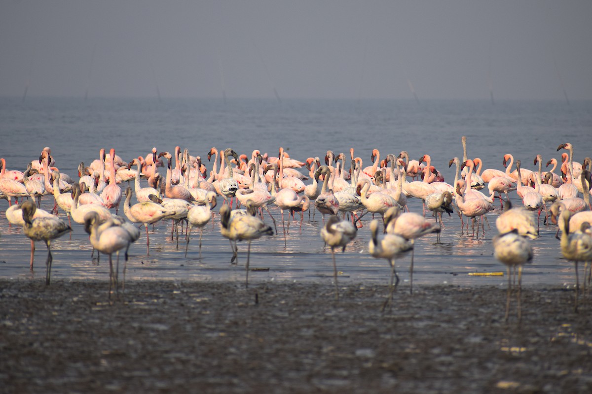 Lesser Flamingo - Sachin Rane