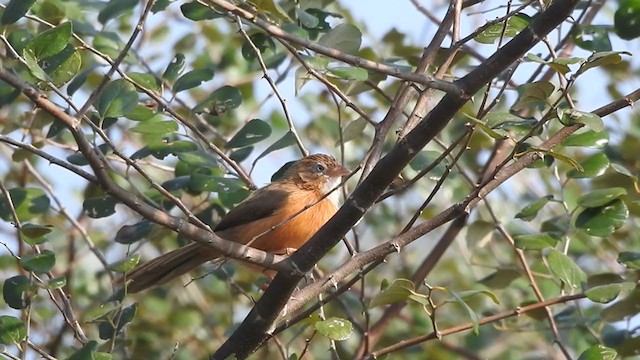 Tawny-bellied Babbler - ML320637981