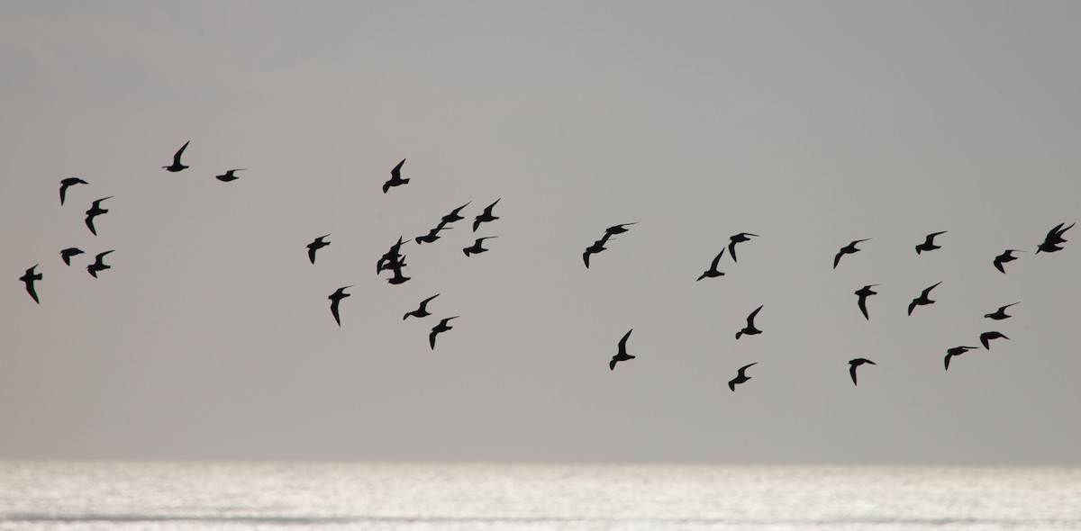 European Golden-Plover - ML320638221