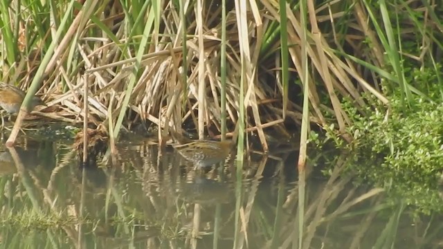 Baillon's Crake - ML320638791