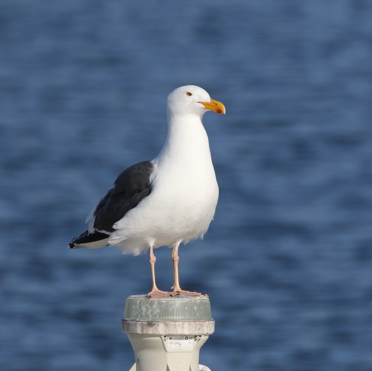 Goéland d'Audubon - ML320639921