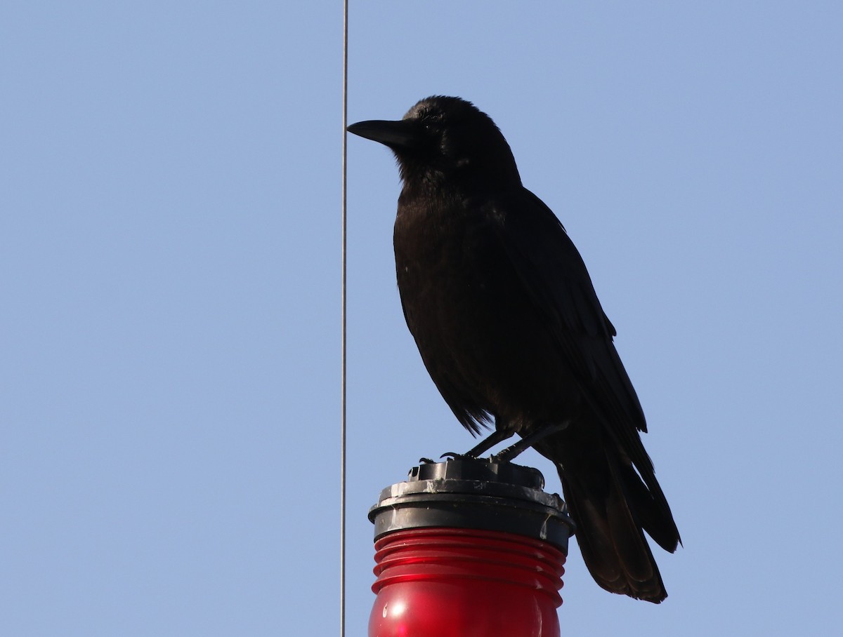 American Crow - ML320640711