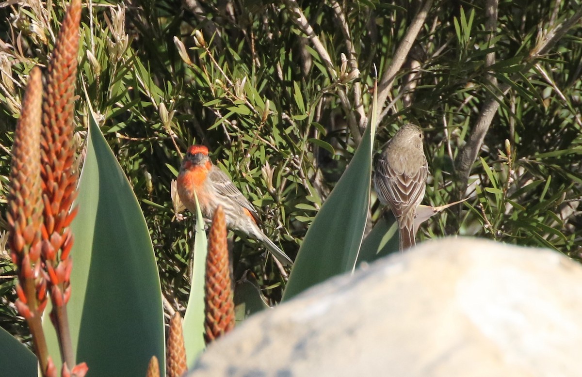 House Finch - ML320640961