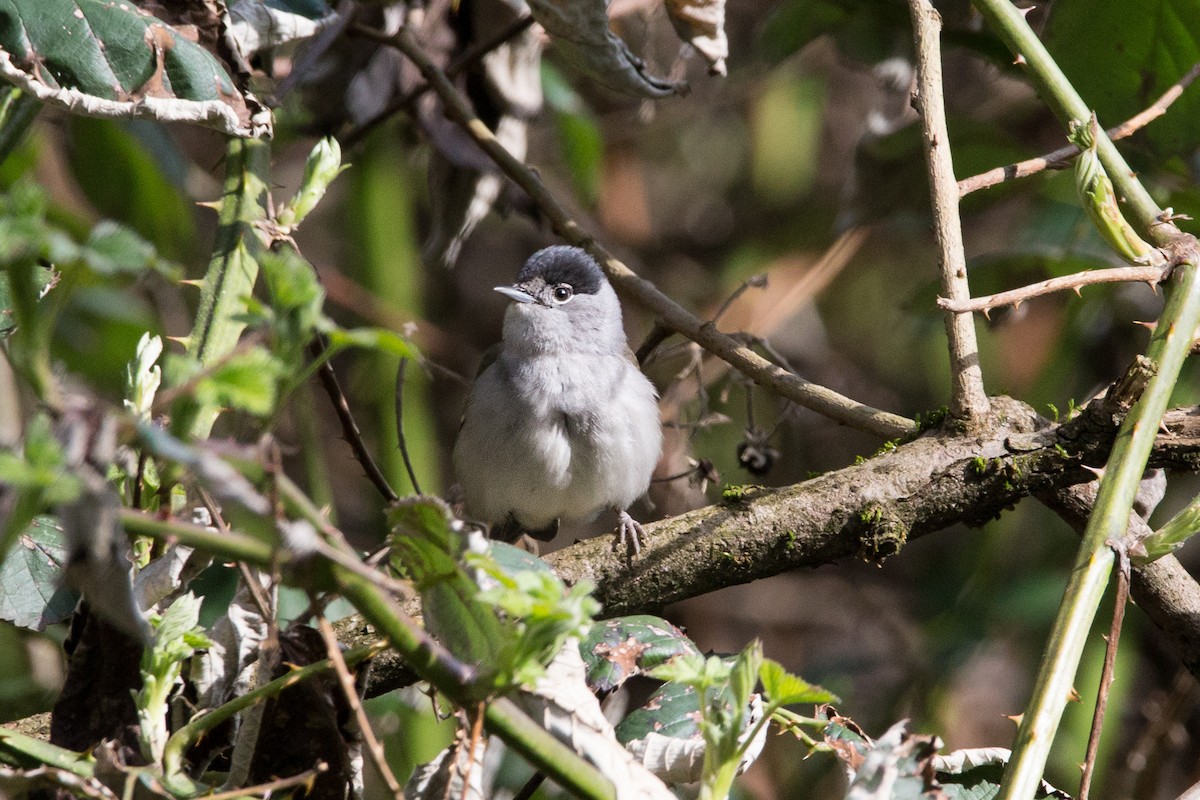 Eurasian Blackcap - ML320640971