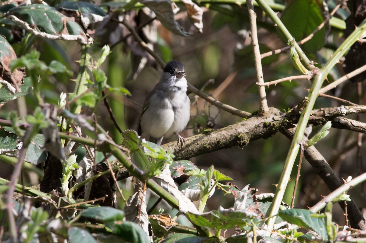 Eurasian Blackcap - ML320641011